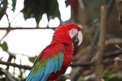 The Close Up Of Macaw Perching On Branch Stockfoto's