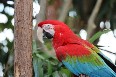 The Close Up Of Macaw Perching On Branch 写真素材