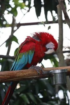 The Close Up Of Macaw Perching On Branch 写真素材