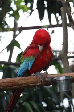 The Close Up Of Macaw Perching On Branch Stockfoto's