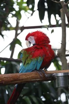 The Close Up Of Macaw Perching On Branch Stockfoto's
