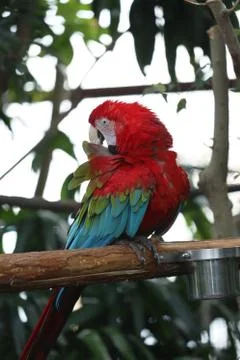 The Close Up Of Macaw Perching On Branch Stockfoto's