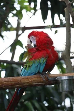 The Close Up Of Macaw Perching On Branch Stockfoto's