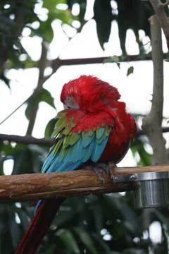 The Close Up Of Macaw Perching On Branch Stockfoto's