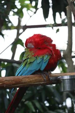 The Close Up Of Macaw Perching On Branch Stockfoto's