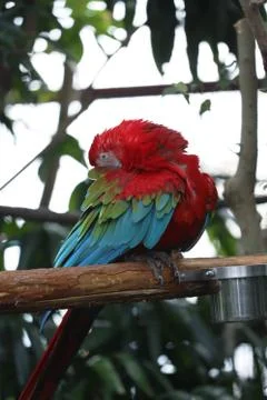 The Close Up Of Macaw Perching On Branch 写真素材