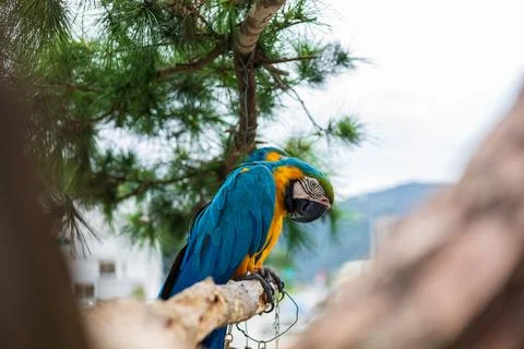 A close-up of a macaw under a pine tree: its vibrant plumage and colorful n.. Stock Photos