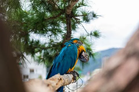 A close-up of a macaw under a pine tree: its vibrant plumage and colorful n.. Stock Photos