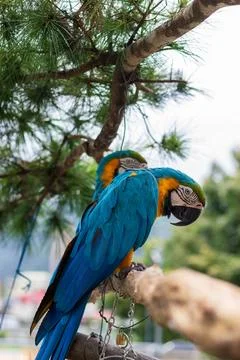A close-up of a macaw under a pine tree: its vibrant plumage and colorful n.. Stock Photos