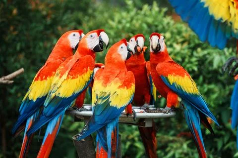 Close-up of macaws that are a group of New World parrots that are long-tailed an Stock Photos