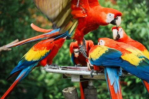 Close-up of macaws that are a group of New World parrots that are long-tailed an Stock Photos