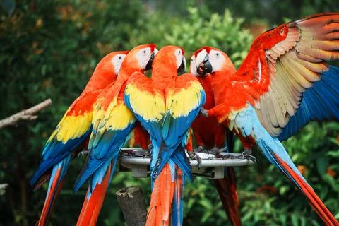Close-up of macaws that are a group of New World parrots that are long-tailed an Stock Photos