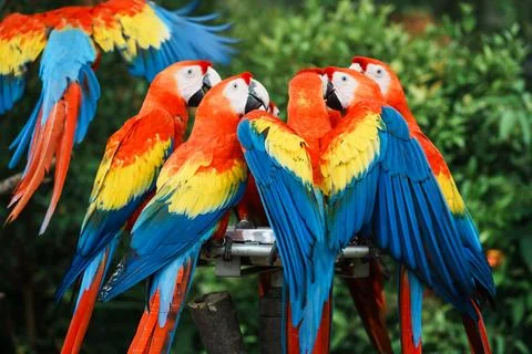 Close-up of a macaws that are a group of New World parrots that are long-tailed Stock Photos