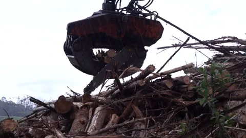 Close up of a Machine cuting eucalyptus logs Stock Footage 247026057