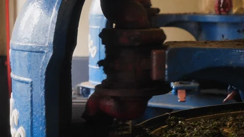 Close up of machine pressing fresh tea leafs, tea production in Malaysia Vídeos de archivo 146541868