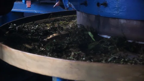 Close up of machine spinning and pressing tea leafs on metal plate, Malaysia Stock Footage 146541676