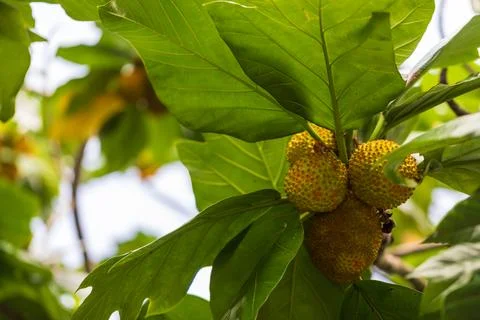 Close-up of mackerel berries growing in Okinawa during the summer. Stock Photos