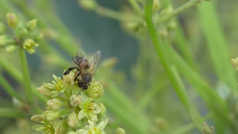 Close macro 4K view of a honey bee gathering nectar and pollen from Hass avocado 스톡 동영상 348149783