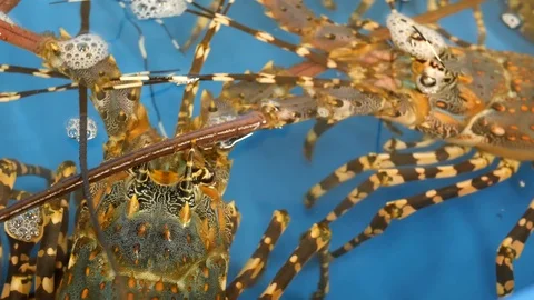 Close up macro, alive raw lobsters in shop. Blue basin with ice water Stock Footage 119835007