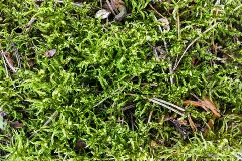 Close up, Macro and Sharp Background Surface of Moss with Pine Needles Foto stock