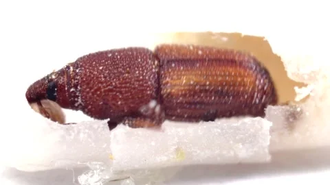 Close up macro of asian weevil snout on  rice grain texture, Stock Footage 184857993