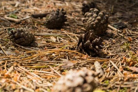 A close-up macro autumn view of a ground covered with dry pine needles and co Stock-Fotos