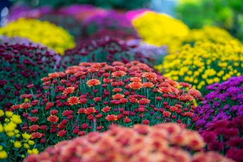 Close up macro background of the lilac, orange, purple and yellow chrysanth.. Stock Photos