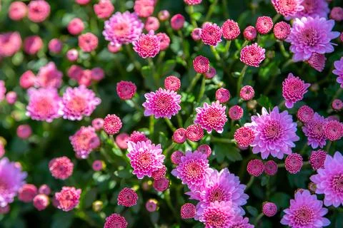 Close up macro background of the multiple orange chrysanthemum flowers, aut.. Stock Photos