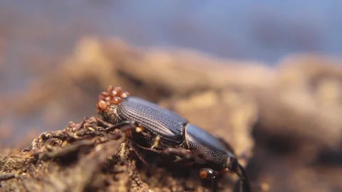 Close up macro of the banana root borer (Scyphophorus yuccae) Stock-Footage 331169921