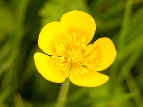 Close up macro of a beautiful and fully open spring buttercup with a green gr Stock Photos