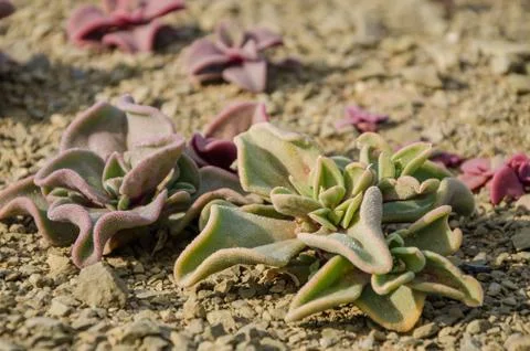 Close-up macro of beautiful desert succulent growing in Namib desert, Namibia Stock Photos