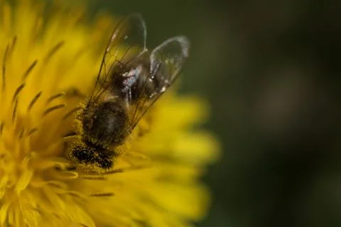 Close up macro bee and dandelion shot. Yellow flower in meadow. Colecting pol Stock Photos