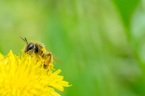 Close up macro of bee collecting pollen on blooming yellow dandelion flower ( Stock Photos