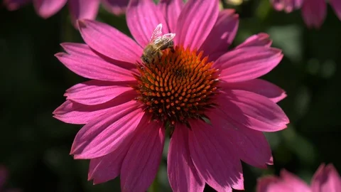 Close-up macro of a bee collects nectar on a purple cone-flower Vidéo 91702077