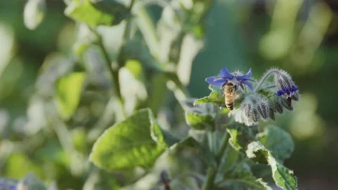 Close up macro bee flying from a flower Stock Footage 135101571