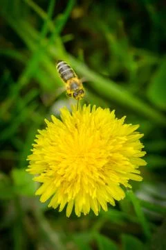 Close up macro of bee flying in front of blooming yellow dandelion flower (Ta Stock Photos