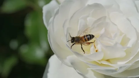 Close up macro bee flying from white rose slow motion Stock Footage 153555199