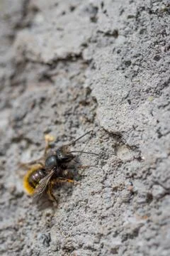 Close up macro of bee on gray concrete at sunny day Stock Photos
