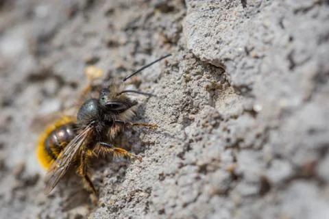 Close up macro of bee on gray concrete at sunny day Stock Photos