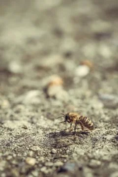 Close up macro of bee on gray concrete at sunny day Stock Photos