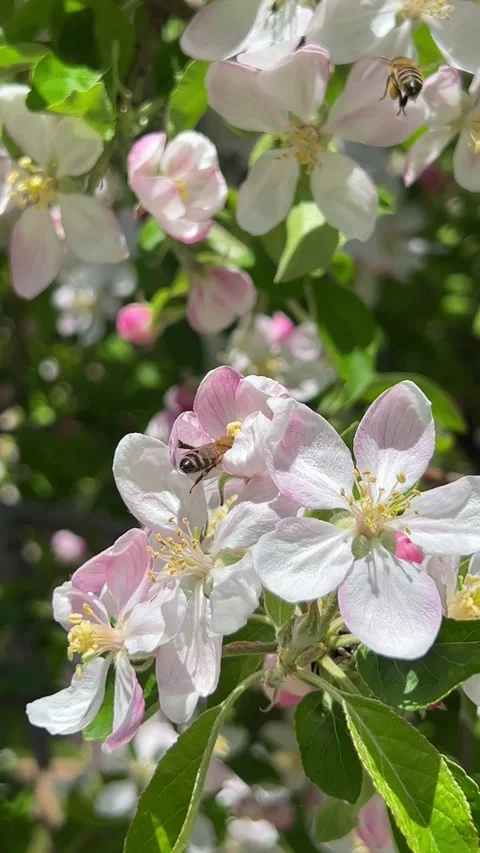 Close macro of bee on pink white apple flower Video stock 345088202
