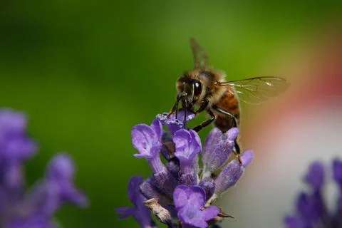 Close up macro of a bee pollinating a purple flower Stock Photos