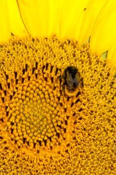Close up macro bee working on sunflower Foto stock