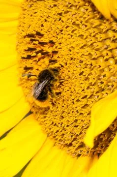 Close up macro bee working on sunflower Stock Photos