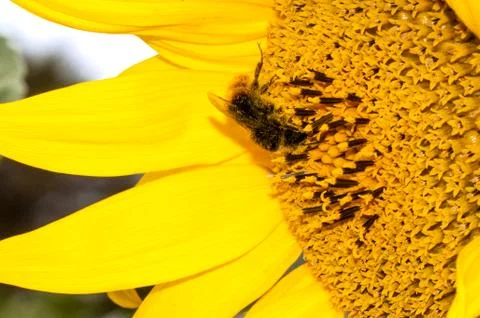 Close up macro bee working on sunflower Stock Photos
