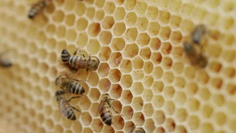 Close-up Macro of Bees on Honeycomb in Hive Stock Footage 328526160