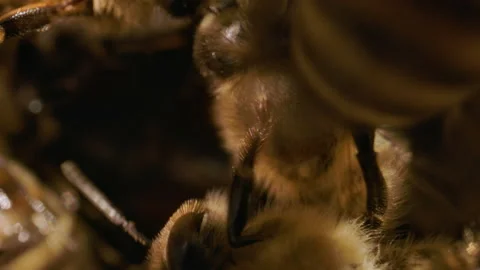 Close up macro bees on the lens Stock Footage 161913150
