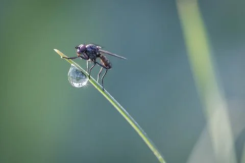 Close-up macro Beetle, fly, or bee sits on blade of grass next to drop water; Foto stock