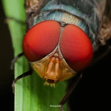 Close-Up Macro of Big Red Eye Fly on Leaf Stock Photos