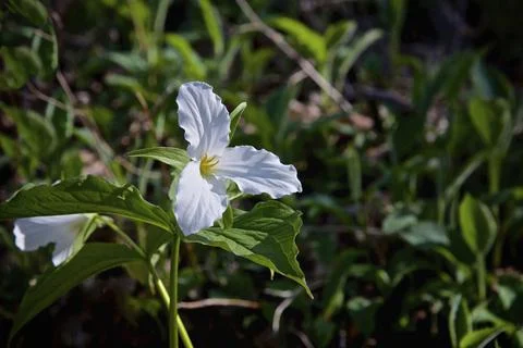 Close up macro of blooming large white trillium flower on a beautiful forest Stock Photos